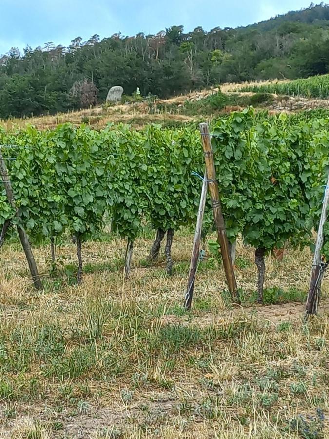 Gite Au Nid De Cigognes Villa Dieffenthal Eksteriør bilde